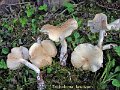 Tricholoma lascivum-amf2160